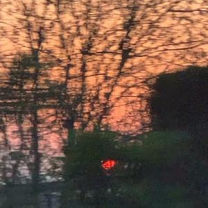 黄色妈妈爰在树林
